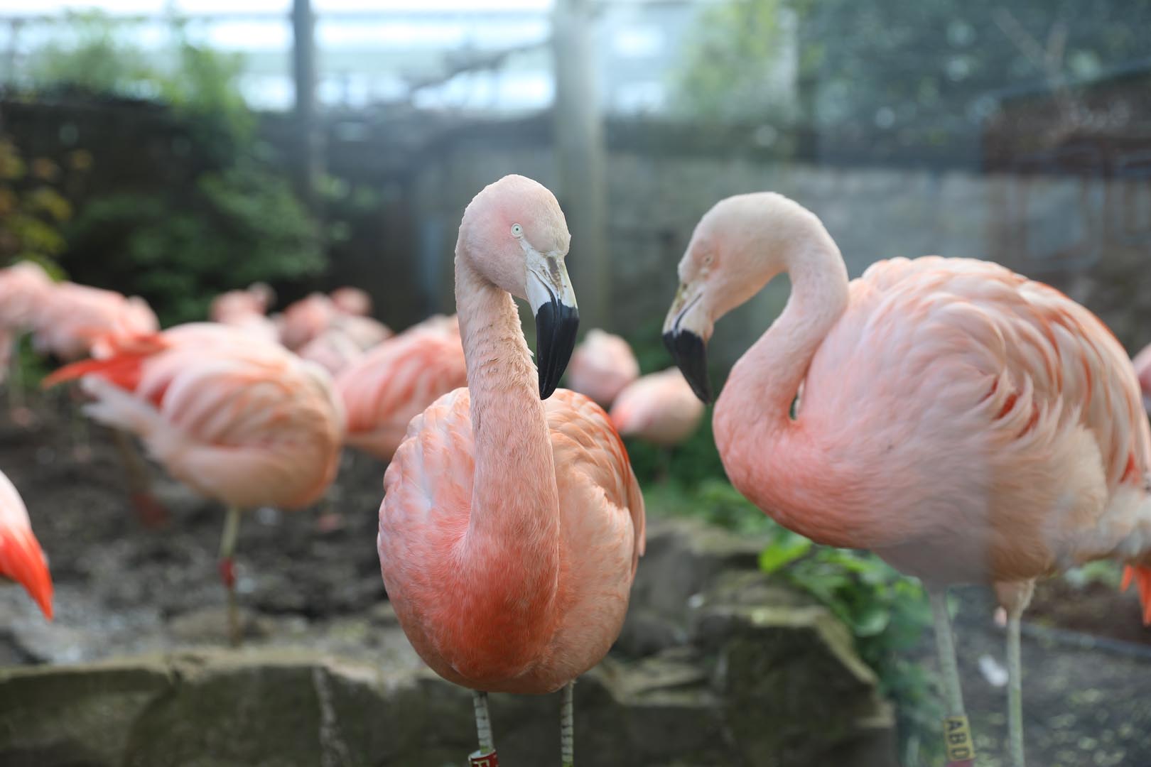 Chilean flamingo side on and front on in water IMAGE: Amy Middleton (2022)